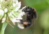 Bombus soroeensis soroeensis